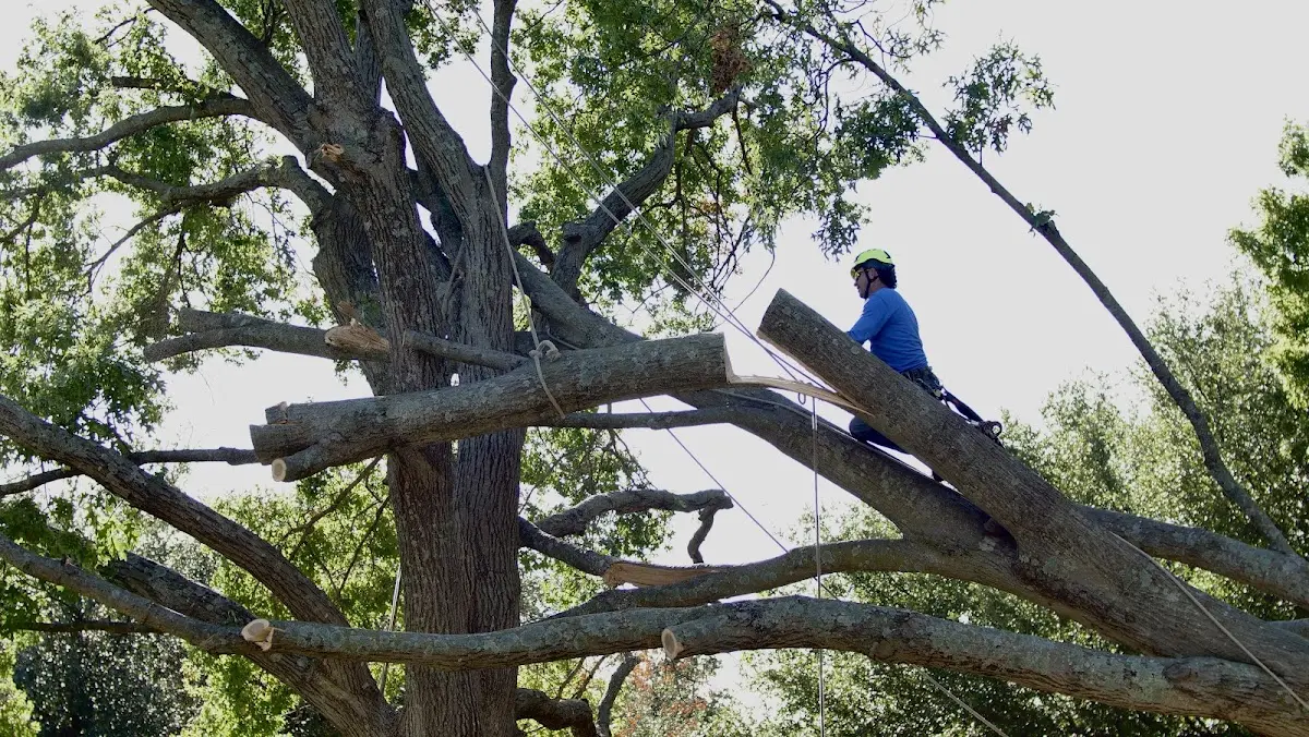 Professional Hazardous Tree Removal performed by certified arborists in Lamoille