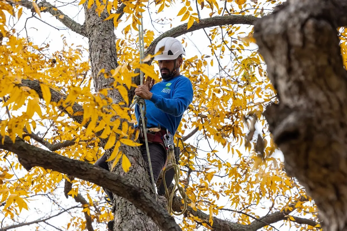 Skilled Tree Transplanting crew working in Lamoille