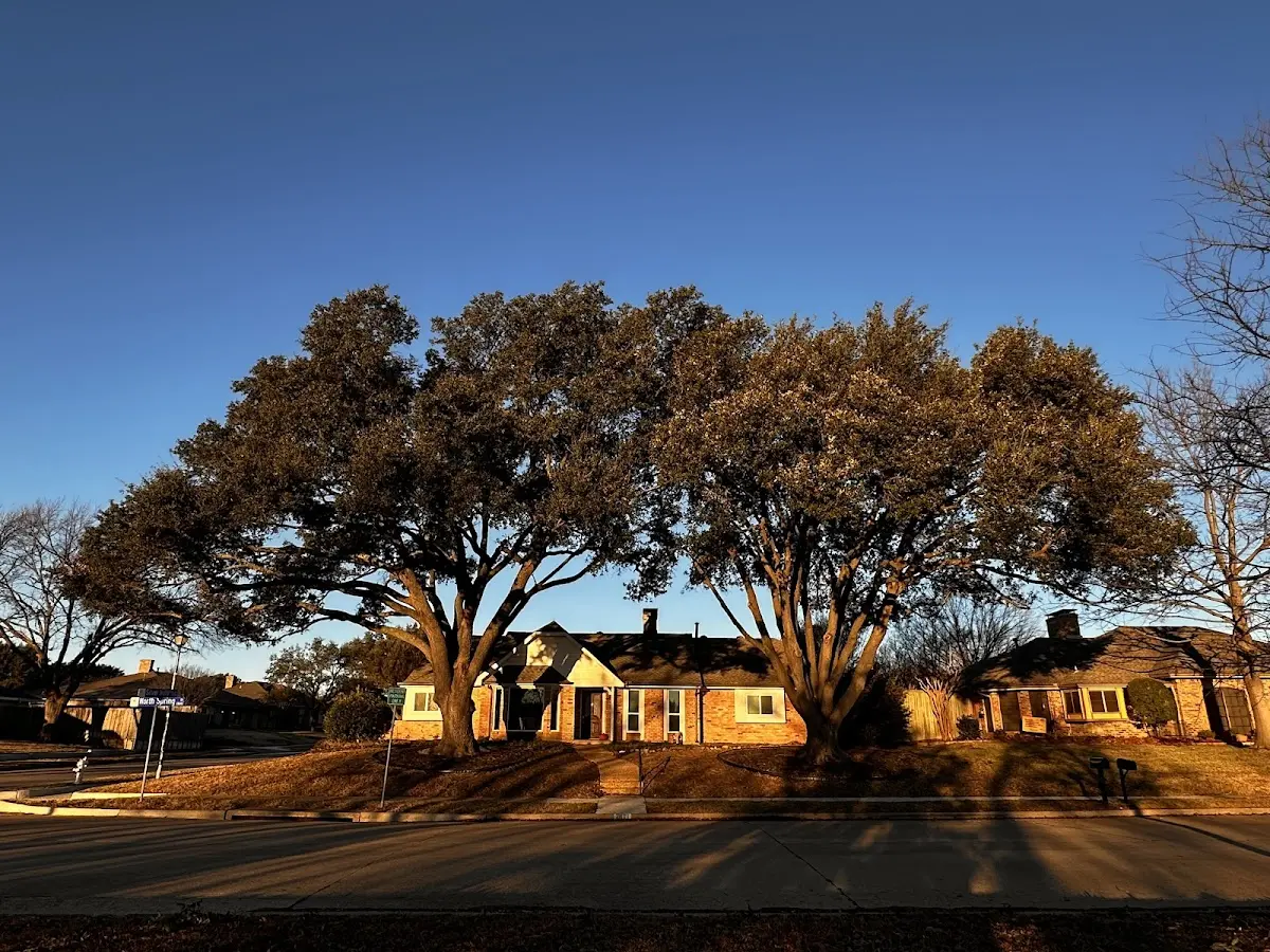 Established residential canopy tree shading a home in Lamoille