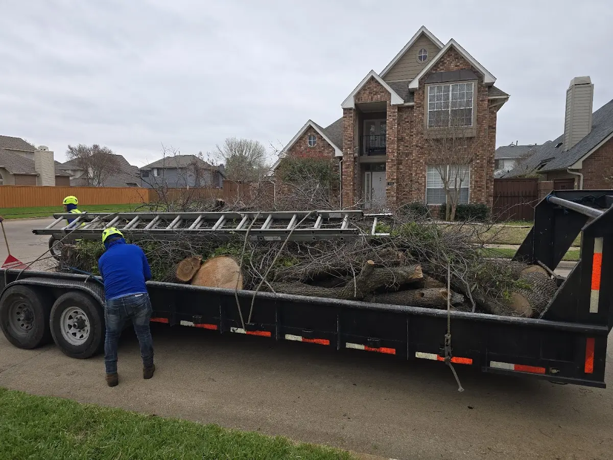 Expert Tree Removal with proper safety equipment in Lamoille